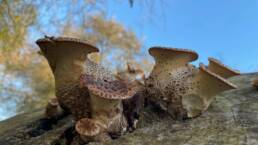 fungi reaching up into the air, blue sky behind